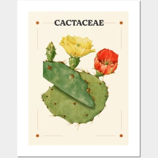 Cactaceae Posters and Art